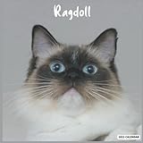 Ragdoll 2022 Calendar: Officali Ragdoll Cat Breed Calendar 2022, 16 Month