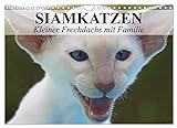 Siamkatzen - Kleiner Frechdachs mit Familie (Wandkalender 2023 DIN A4 quer), Calvendo Monatskalender