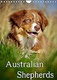 Australian Shepherds (Wandkalender 2022 DIN A4 hoch)