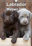 Labrador Welpen (Wandkalender 2022 DIN A4 hoch)