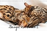 Bengal Kätzchen 2 (Wandkalender 2022 DIN A4 quer)