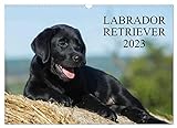 Labrador Retriever 2023 (Wandkalender 2023 DIN A3 quer)