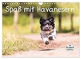 Spaß mit Havanesern (Wandkalender 2023 DIN A4 quer), Calvendo Monatskalender