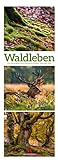Waldleben - Ein Spaziergang durch heimische Wälder, Triplet-Kalender 2023 - Wandkalender im Hochformat (24x66 cm) - Waldkalender / Naturkalender