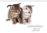 Katzenbabys (Wandkalender 2022 DIN A4 quer)