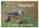 Singvögel - 12 Arten im Garten (Wandkalender 2023 DIN A3 quer)