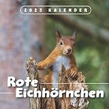 Rote Eichhörnchen Kalender 2023: 18-Monats-Kalender von Juli 2022 bis Dezember 2023 - Behalten Sie den Überblick über wichtige Details, Notizen und Termine