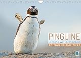 Pinguine: Gehupft wie gesprungen - Edition lustige Tiere (Wandkalender 2022 DIN A4 quer)