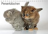 Perserkätzchen / CH-Version (Tischkalender 2021 DIN A5 quer): Neun Katzenbabys im Fotostudio (Monatskalender, 14 Seiten ) (CALVENDO Tiere)