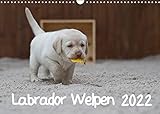 Labrador Welpen (Wandkalender 2022 DIN A3 quer) [Calendar] Bollich, Heidi