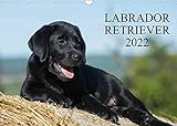 Labrador Retriever 2022 (Wandkalender 2022 DIN A3 quer) [Calendar] Starick, Sigrid