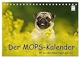 Der MOPS-Kalender (Tischkalender 2023 DIN A5 quer), Calvendo Monatskalender