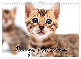 Bengal Kätzchen (Wandkalender 2023 DIN A4 quer), Calvendo Monatskalender