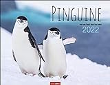 Pinguine Kalender 2022 - Tierkalender - Wandkalender mit internationalem Monatskalendarium - 12 Farbfotos - 44 x 34 cm