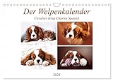 Der Welpenkalender - Cavalier King Charles Spaniel (Wandkalender 2023 DIN A4 quer), Calvendo Monatskalender