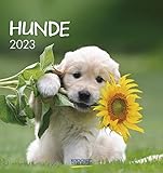 Hunde 2023: aufstellbarer Postkartenkalender