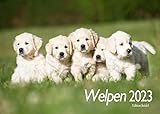 Edition Seidel Welpen Hunde Premium Kalender 2023 DIN A3 Wandkalender Hundekalender