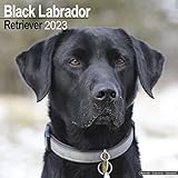 Black Labrador Retriever – Schwarzer Labrador 2023 – 16-Monatskalender: Original Avonside-Kalender [Mehrsprachig] [Kalender] (Wall-Kalender)