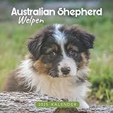 Australian Shepherd Welpen Kalender: Kalender 2023 - 8.5x8.5 inches - Geschenke für Familie und Freunde