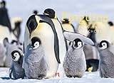 Pinguine Kalender 2023, Wandkalender im Querformat (45x33 cm) - Tierkalender