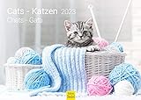 Katzen Premium Kalender 2023 DIN A3 Wandkalender Katzenkalender Weltweit Tiere Katze Katzenkinder süße Kätzchen Haustier Natur (SW044)