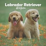 Labrador Retriever Welpen Kalender: Kalender 2023 - 8.5x8.5 inches - Geschenke für Familie und Freunde