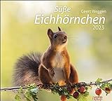 Eichhörnchen Bildkalender 2023 - times&more Tier-Kalender - Wandkalender mit Monatskalendarium - 30 x 27 cm