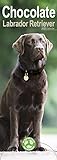 Chocolate Labrador Retriever - Schokoladenfarbene Labrador Retriever 2023: Original Avonside-Kalender - Slimline [Mehrsprachig] [Kalender] (Slimline-Kalender)