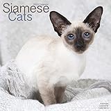 Siamese Cats - Siam-Katzen 2023 - 16-Monatskalender: Original Avonside-Kalender [Mehrsprachig] [Kalender] (Wall-Kalender)