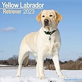 Yellow Labrador Retriever - Gelber Labrador 2023 - 16-Monatskalender: Original Avonside-Kalender [Mehrsprachig] [Kalender] (Wall-Kalender)