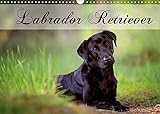 Labrador Retriever (Wandkalender 2022 DIN A3 quer)