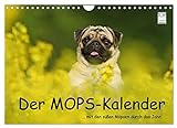 Der MOPS-Kalender (Wandkalender 2023 DIN A4 quer), Calvendo Monatskalender