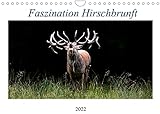 Faszination Hirschbrunft (Wandkalender 2022 DIN A4 quer)