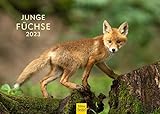 Junge Füchse Premium Kalender 2023 DIN A4 Wandkalender Tiere Fuchs Natur Wildtier Waldtier Wald Feld
