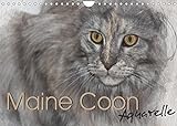 Maine Coon Aquarelle (Wandkalender 2022 DIN A4 quer)
