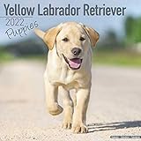 Yellow Labrador Retriever Puppies - Weiße Labradorwelpen 2022: Original Avonside-Kalender [Mehrsprachig] [Kalender] (Wall-Kalender)