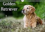 Golden Retriever (Wandkalender 2022 DIN A4 quer)