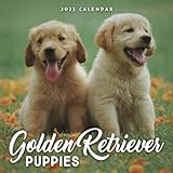 Golden Retriever Puppies 2022 Calendar: From January 2022 to December 2022 - Square Mini Calendar 8.5x8.5' - Small Gorgeous Non-Glossy Paper