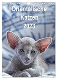 Orientalische Katzen 2023 (Wandkalender 2023 DIN A4 hoch), Calvendo Monatskalender
