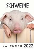 Schweine: Kalender 2022