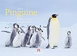 Pinguine Kalender 2022, Wandkalender im Querformat (45x33 cm) - Tierkalender