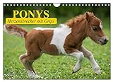 Ponys. Herzensbrecher mit Grips (Wandkalender 2023 DIN A4 quer), Calvendo Monatskalender