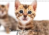 Bengal Kätzchen (Wandkalender 2022 DIN A4 quer)