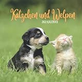 Kätzchen und Welpen 2022 KALENDER: Wandkalender 2022 für Tierliebhaber - 8.5x8.5 inches - Geschenke für Familie und Freunde - tiere lustig