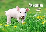 Schweinchen Kalender 2023 DIN A3 Wandkalender