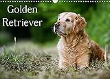 Golden Retriever (Wandkalender 2022 DIN A3 quer) [Calendar] Noack, Nicole