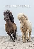 Islandpferde 2022 - Bildkalender A3 (29,7x42 cm) - Icelandic Horses - mit Feiertagen (DE/AT/CH) und Platz für Notizen - Wandplaner - Pferdekalender