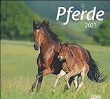 Pferde Bildkalender 2023 - times&more Tier-Kalender - Wandkalender mit Monatskalendarium - 30 x 27 cm