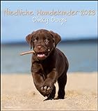 Niedliche Hundekinder 2023 - Wand-Kalender - Tier-Kalender - 30x34: Dinky Dogs