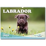Labrador Hunde Kalender 2023 Wandkalender im DIN A3 Querformat Hundekalender für Hundebesitzer Bilder Premium Fotos als Geschenk für Hundefans Hund Monatskalender Weihnachtsgeschenk
